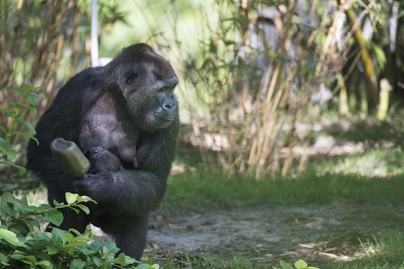 Segundo nacimiento en un mes de bebé gorila en Disney