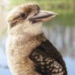 Kookaburra de Gatorland