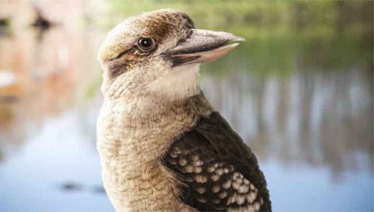 Kookaburra de Gatorland